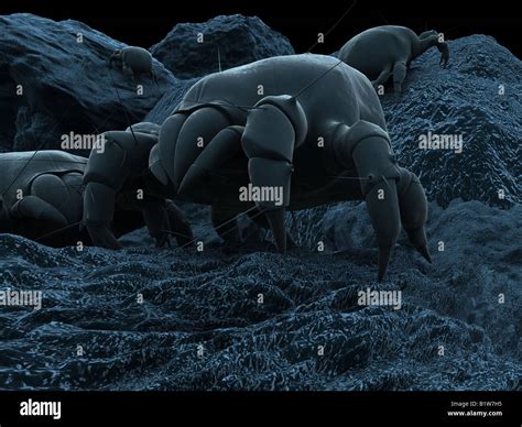 Dust mite allergy hi-res stock photography and images - Alamy