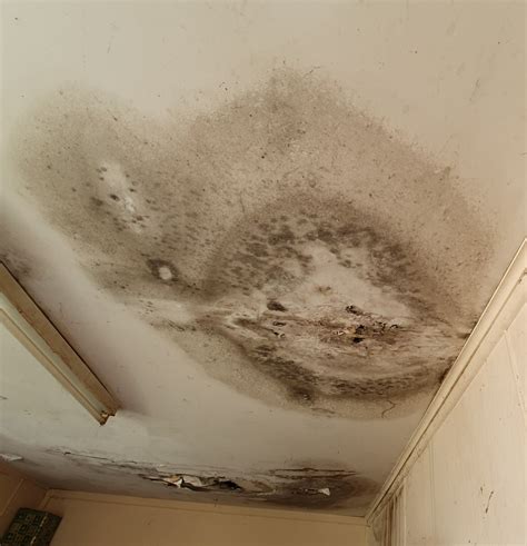 Mould is in my house: Should I be worried? | Arbiter Group | Structural Engineers | Melbourne