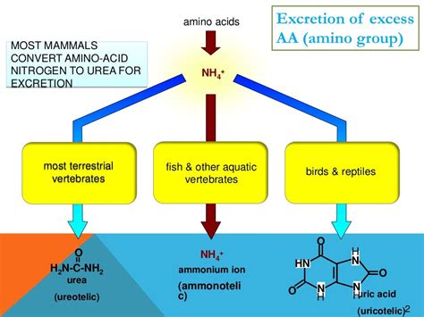 Amino acid metabolism