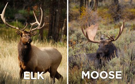 Know the difference between a bull elk and bull moose before you ...