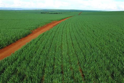 Brazil Sugar Production To Decline 8 Million Tonnes In MY 2018/19 ...