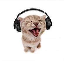 Headset Cat Memes - Imgflip