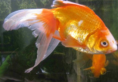 Goldfish with frayed fins, pale patches [Coldwater - Help and Advice] - Fishkeeping