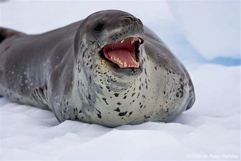 Los animales y su entorno: LA FOCA LEOPARDO