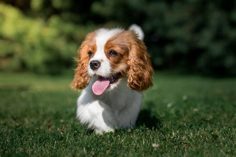 How to Prepare for a Cavalier King Charles Spaniel Puppy | Dog ...