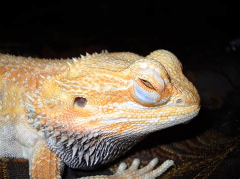 Bearded dragon eye stuck shut - ThePetsAbout