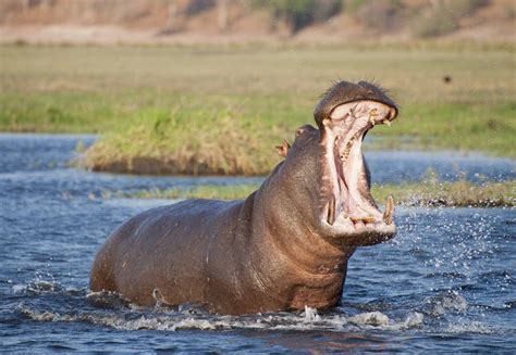 A large number of fishes dies of suffocation due to feces from hippopotamus