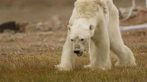 Starving polar bear video goes viral - CNN Video