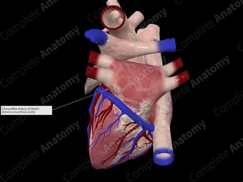 Circumflex Artery of Heart | Complete Anatomy