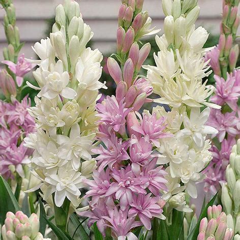 Tuberose Planting Guide – Easy To Grow Bulbs