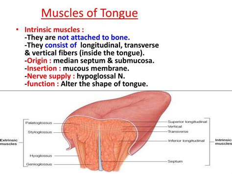 PPT - The Mouth PowerPoint Presentation - ID:693127