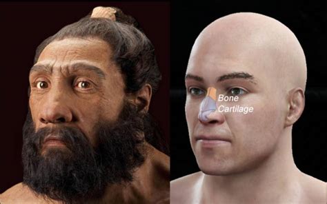 Neanderthal DNA Shaped Noses in Some Human Populations - Quicknews