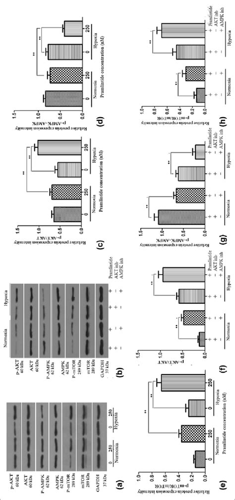 Effects of pramlintide on the AKT-AMPK-mTOR signaling. (a) Western blot... | Download Scientific ...