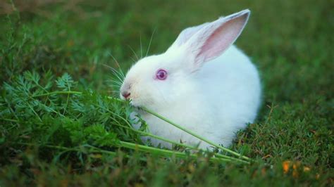 adorable white bunny outdoor on green background eating grass - YouTube