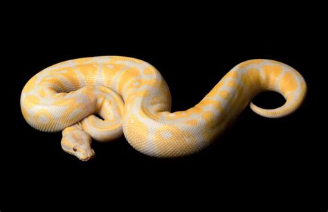 Lavender Albino Ball Python Care Sheet (Crucial Info & FAQs)