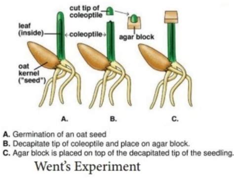 Explain the Scientist Went's experiment with the discovery of the auxin hormone. - Brainly.in