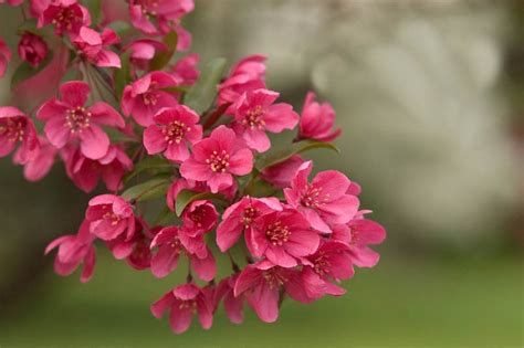 Best Flowering Crabapples for New England