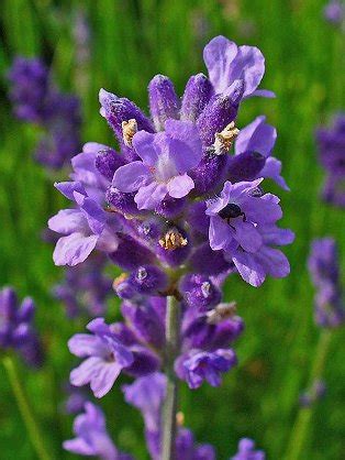 ENGLISH LAVENDER LAVANDULA ANGUSTIFOLIA