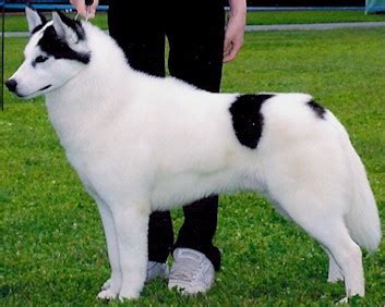 Colors of the Siberian Husky - Piebald or Pinto Siberian Huskies