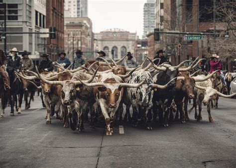 Top Shot: Bulls on Parade Top Shot features the... -- Editors' Spotlight -- National Geographic ...