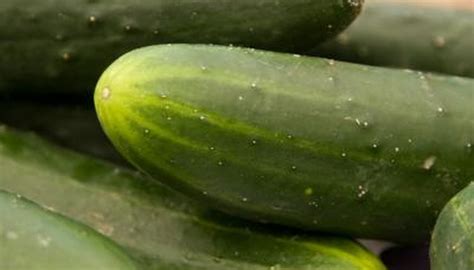 Why are my cucumber leaves curling up? | eHow UK