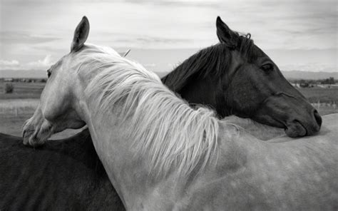 horses, Horse Wallpapers HD / Desktop and Mobile Backgrounds