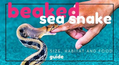 Beaked Sea Snake, Death From Below? Guide & Info – UntamedAnimals.com