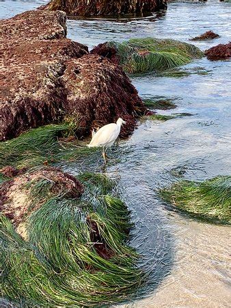 Shell Beach Tide Pools (La Jolla) - 2020 All You Need to Know BEFORE You Go (with Photos ...