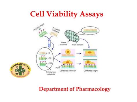 Cell viability assays | PPT