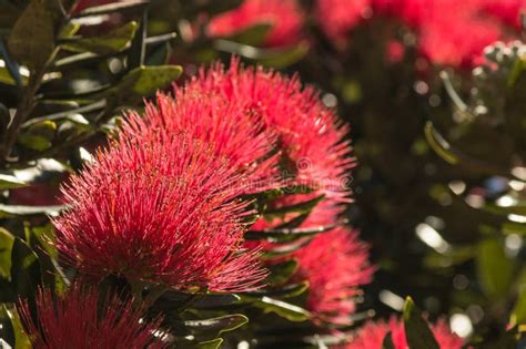 New Zealand Christmas Tree Flowers in Bloom Stock Image - Image of evergreen, closeup: 78716857