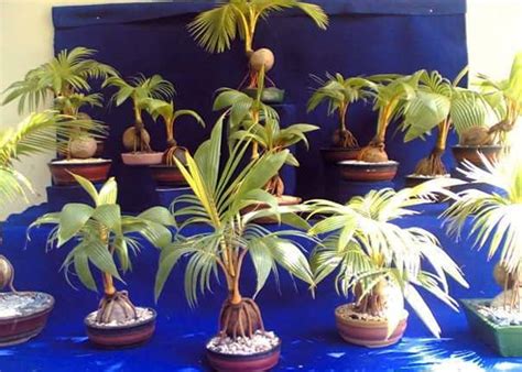 Coconut Bonsai - Bonsai Empire