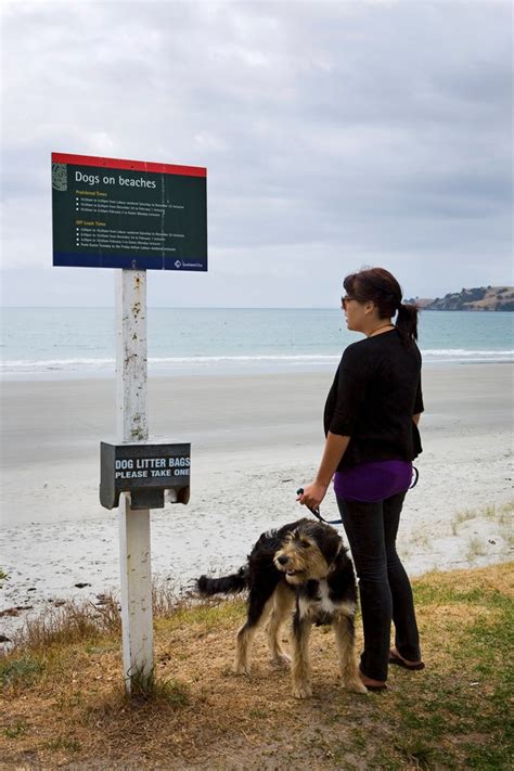 Dogs welcome on many Auckland beaches - OurAuckland