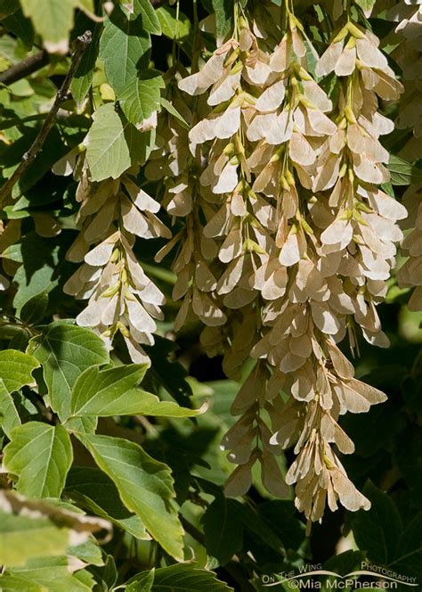 Box Elder tree & seeds – Mia McPherson's On The Wing Photography