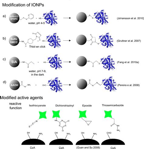 Figure 8 from Tailored functionalization of iron oxide nanoparticles for MRI, drug delivery ...