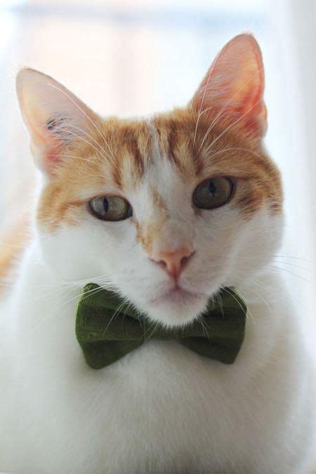 DIY Tutorial: DIY BOW / DIY Cat Bowtie - Bead&Cord | Cat bow tie, Cat ...