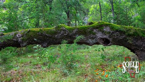 Texas Best Ranches | Giant Cypress Trees 100± Bandera County