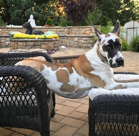 50 Funny Pics Of Great Danes With No Regard For Their Size (New Pics ...