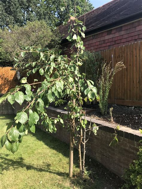 Pruning a Victoria plum tree — BBC Gardeners' World Magazine