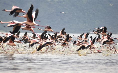 Up close with flamingos, Torrevieja salt lakes train tours