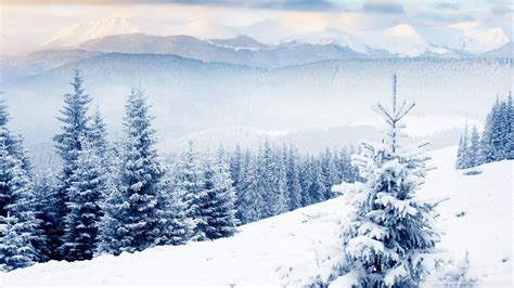 Snowy Fir Trees Forest HD desktop wallpaper High Definition | Winter scenery, Scene background ...