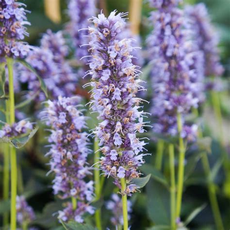 Agastache 'Blue Fortune' - Midwest Groundcovers, LLC