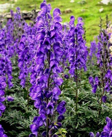 Aconitum napellus Wolfs Bane – O'Donal's Nursery