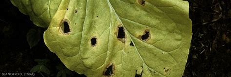 Tobacco - Damping-off, Collar cankers, Leaf spot (Thanatephorus ...