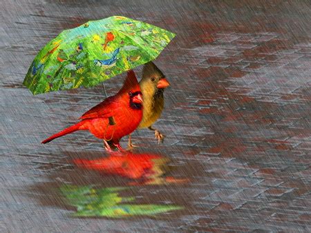 April showers - Birds & Animals Background Wallpapers on Desktop Nexus ...