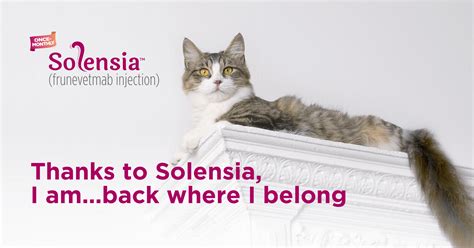 Solensia for Feline Care | Zoetis US