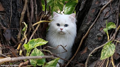 Beautiful White Persian Cat with Blue Eyes - YouTube