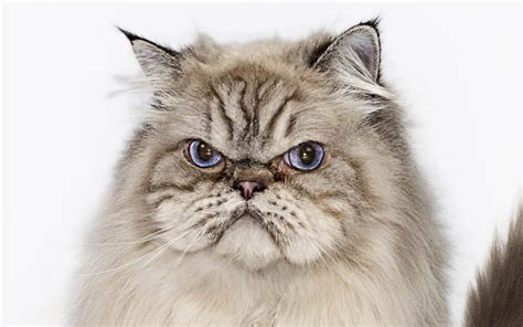 New study finds fashion for breeding 'grumpy' cats fuelling rise in ...