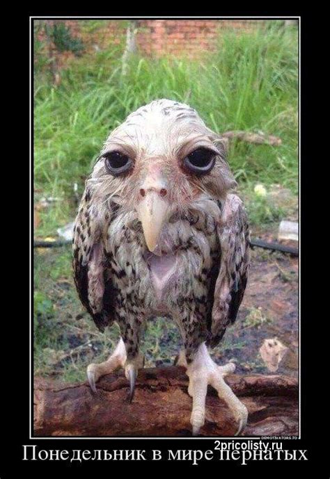 Russian wet owl meme | Wet Owl | Know Your Meme