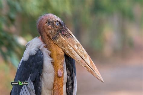 Greater Adjutant – Joys of Birding