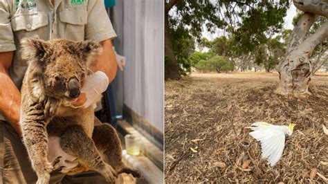 Australia's native animals struggling through heatwave as scorching summer takes its toll | 7NEWS